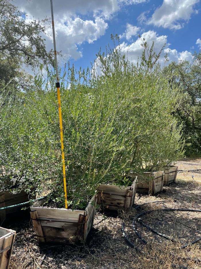 olea-europaea-mission-european-olive-edible