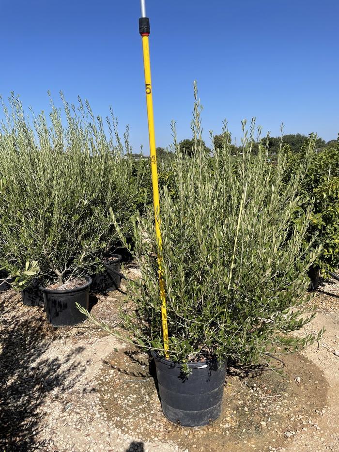 olea-europaea-mission-european-olive-edible