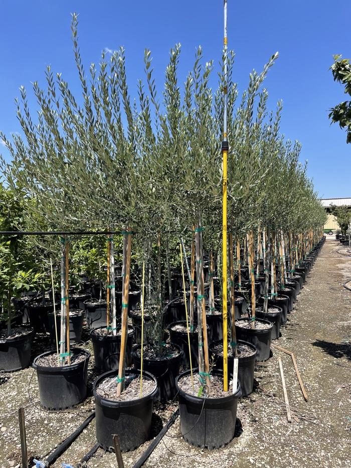 olea-europaea-mission-european-olive-edible