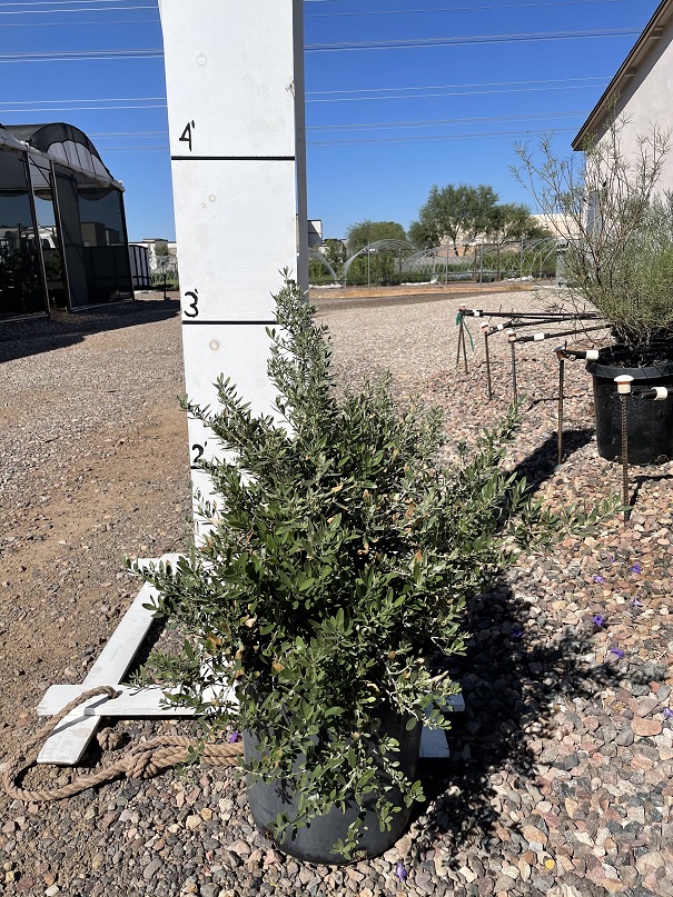 olea-europaea-montra-dwarf-olive-tree