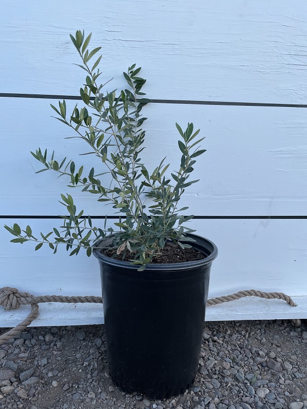 olea-europaea-montra-dwarf-olive-tree