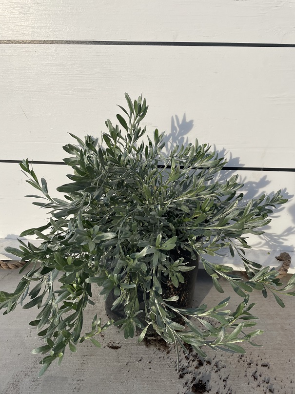 olea-europaea-montra-dwarf-olive-tree