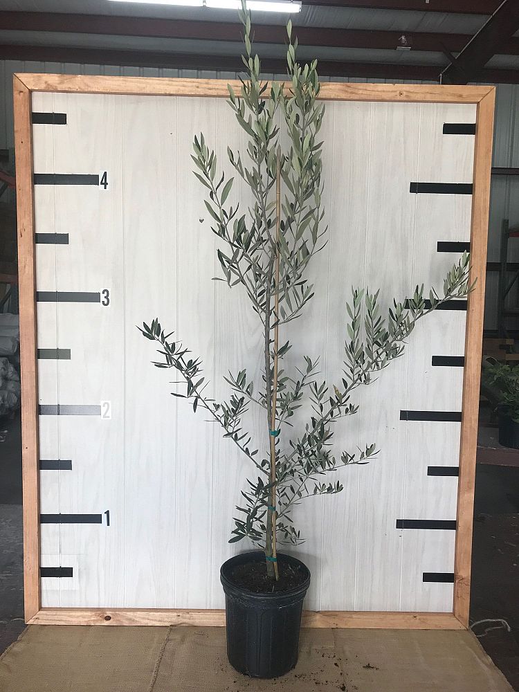 olea-europaea-oblonga-olive-tree