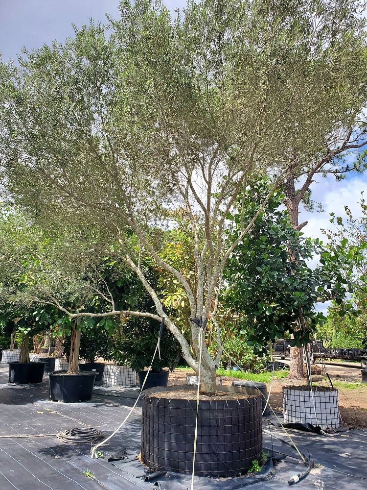 olea-europaea-oblonga-olive-tree