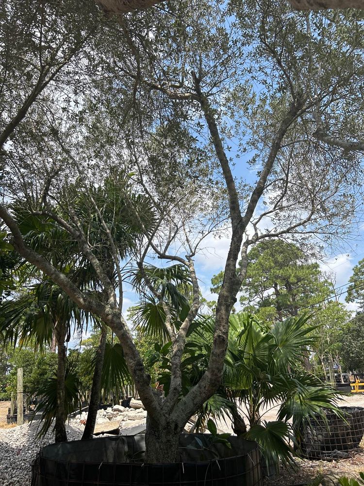 olea-europaea-oblonga-olive-tree
