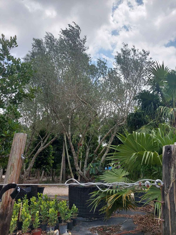 olea-europaea-oblonga-olive-tree