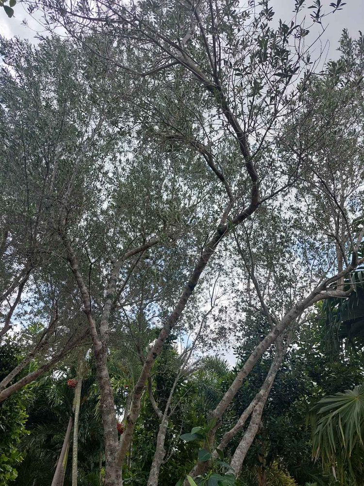 olea-europaea-oblonga-olive-tree