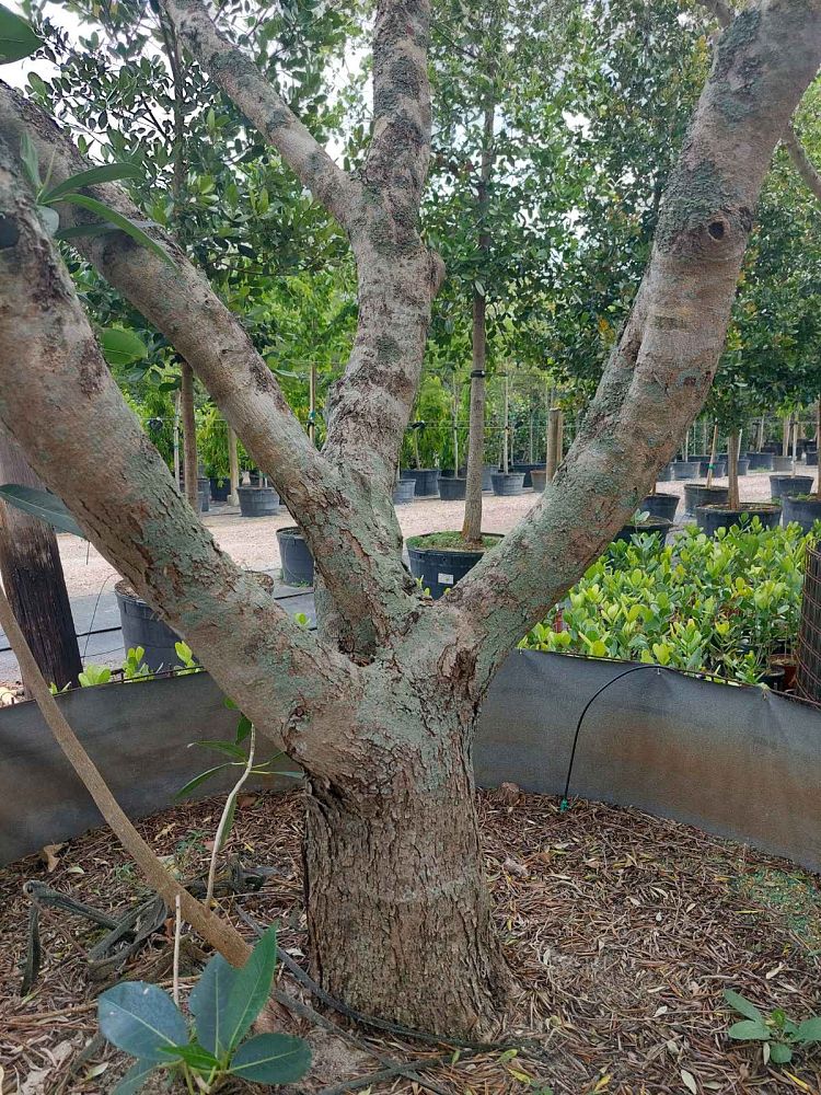 olea-europaea-oblonga-olive-tree