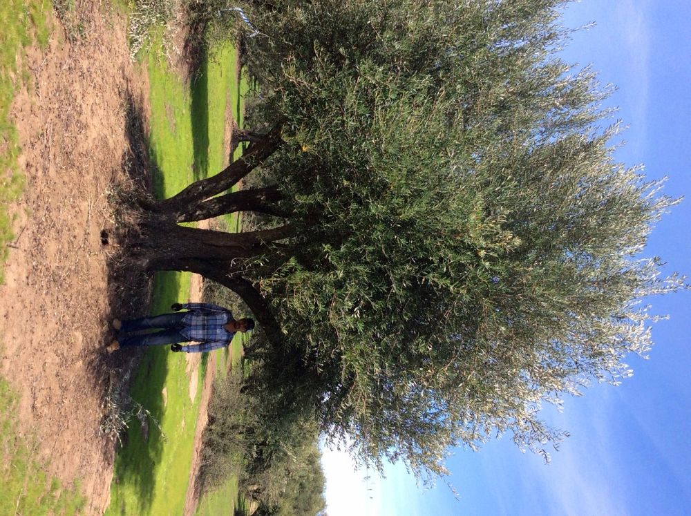 olea-europaea-picholine-european-olive-edible