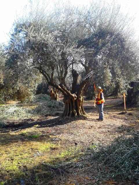 olea-europaea-sevillano-european-olive-edible