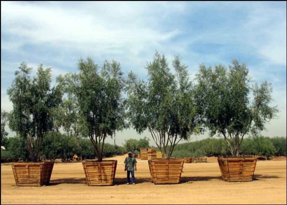 olea-europaea-swan-hill-fruitless-european-olive-fruitless