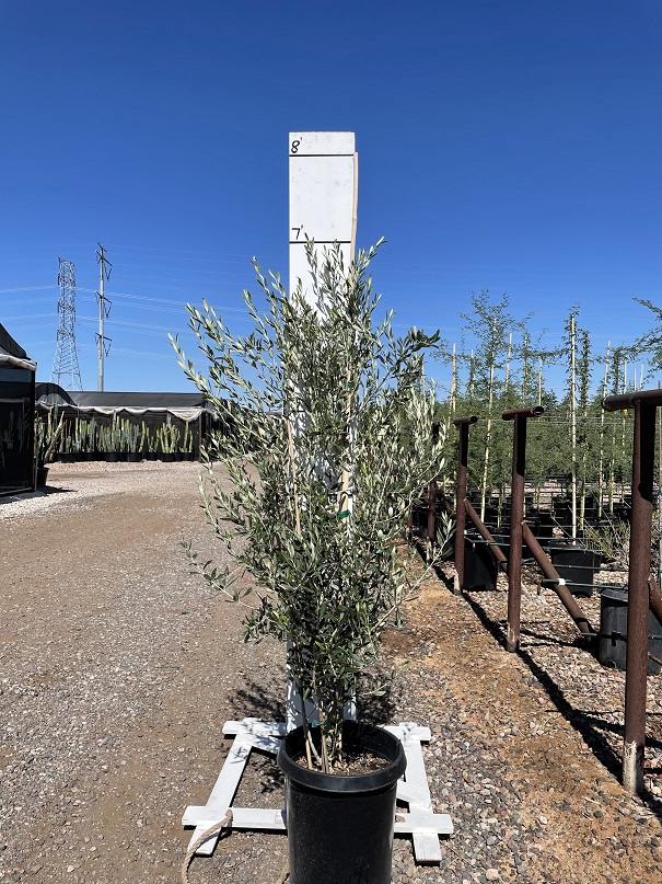 olea-europaea-wilsonii-fruitless-european-olive-fruitless
