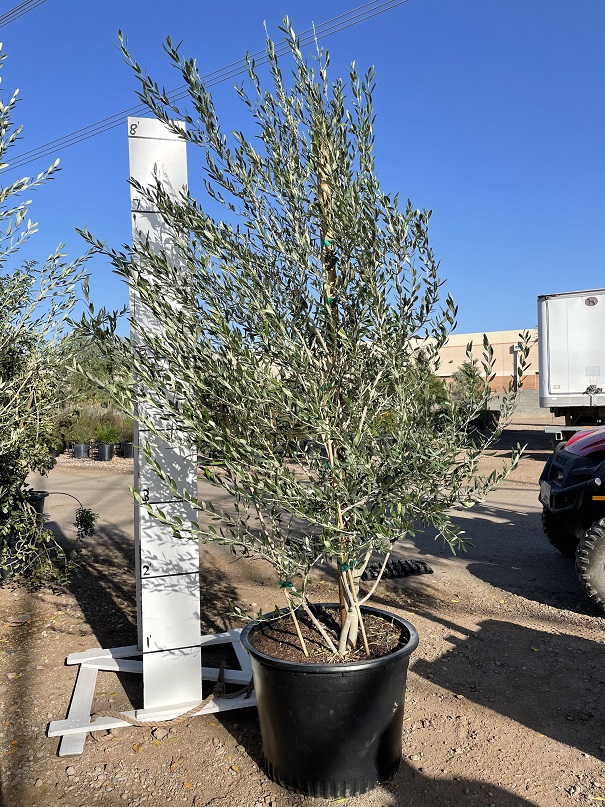 olea-europaea-wilsonii-fruitless-european-olive-fruitless