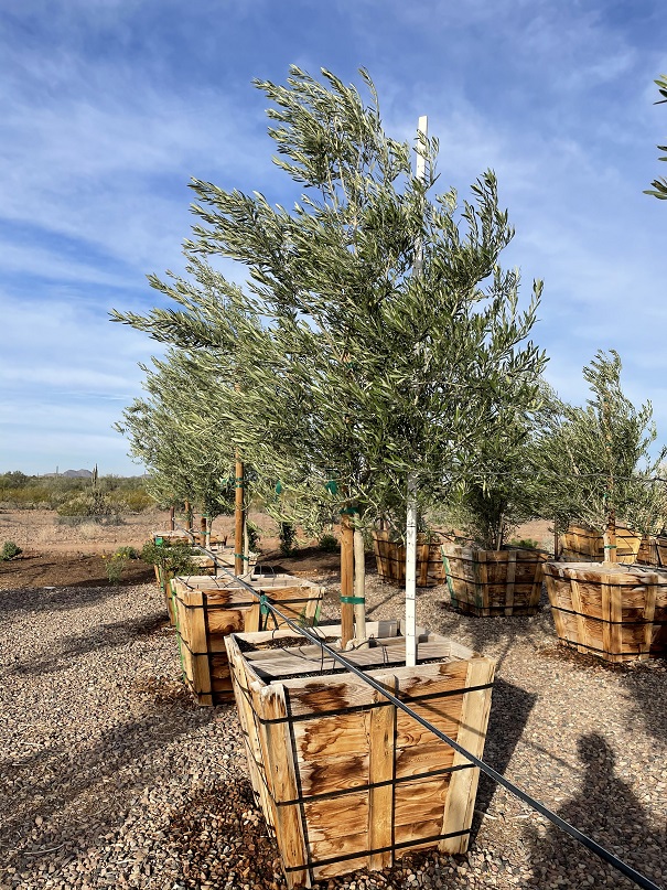 olea-europaea-wilsonii-fruitless-european-olive-fruitless