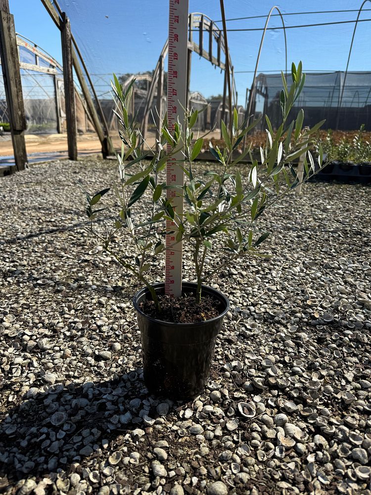 olea-europaea-wilsonii-fruitless-european-olive-fruitless