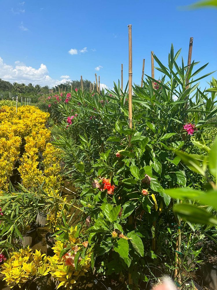 oleandra-oleander-fern
