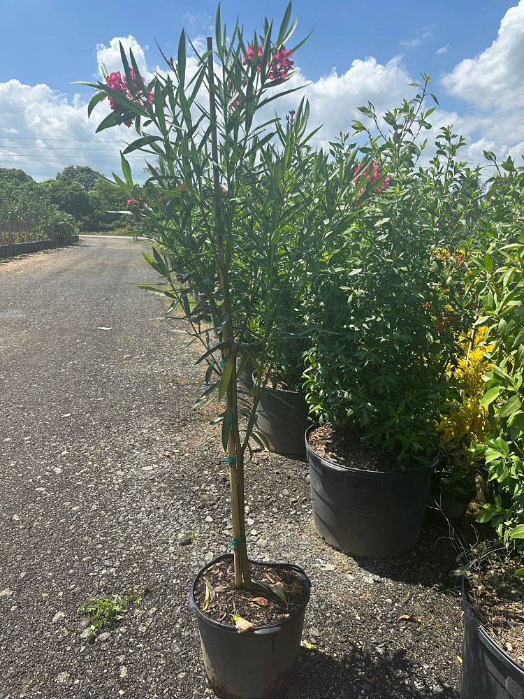 oleandra-oleander-fern