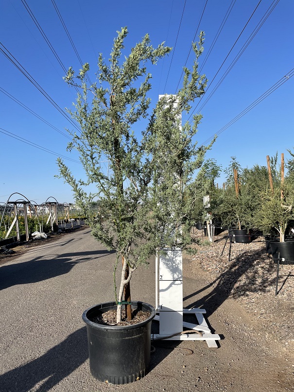 olneya-tesota-desert-ironwood