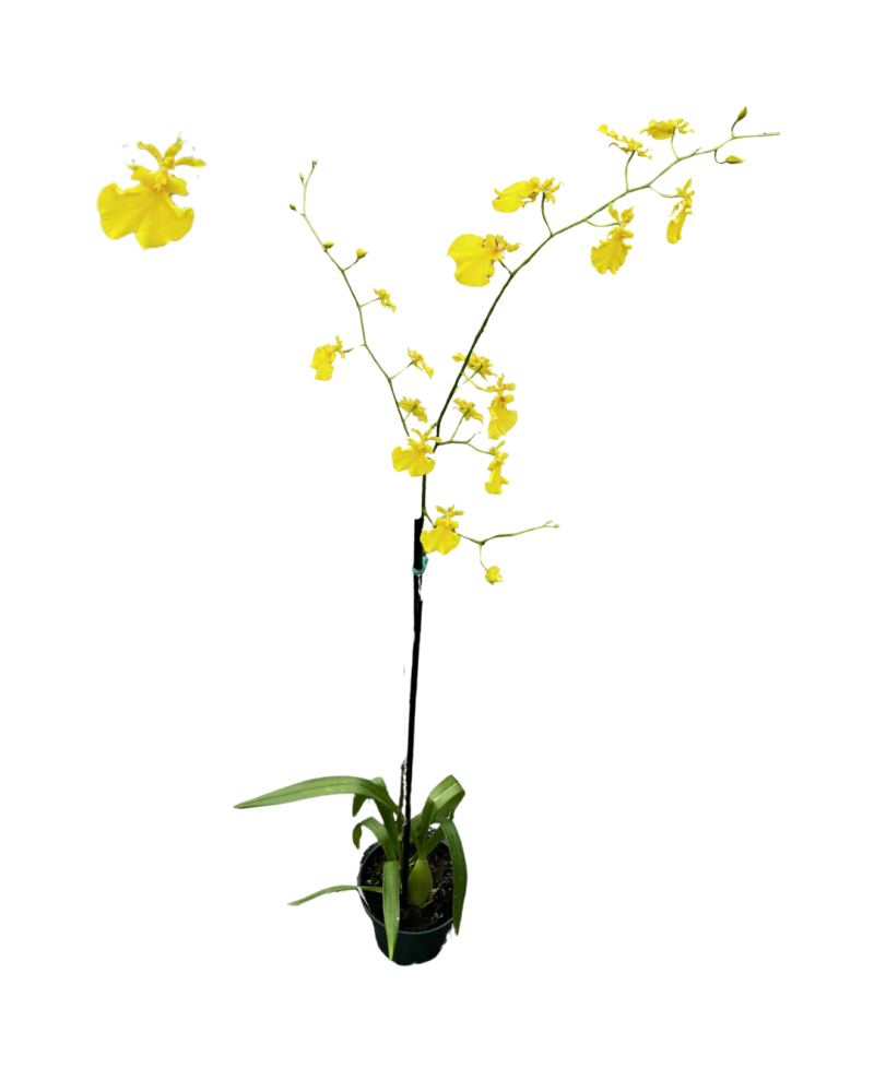 oncidesa-oncidesa-gower-ramsey-orchid