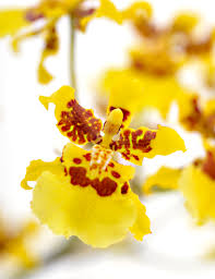 oncidium-altissimum-wydler-s-dancing-lady-orchid
