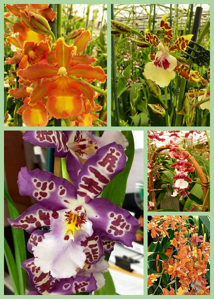 oncidium-orchid