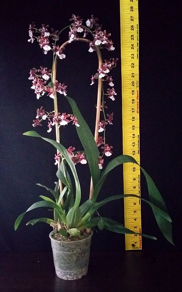 oncidium-sharry-baby-orchid