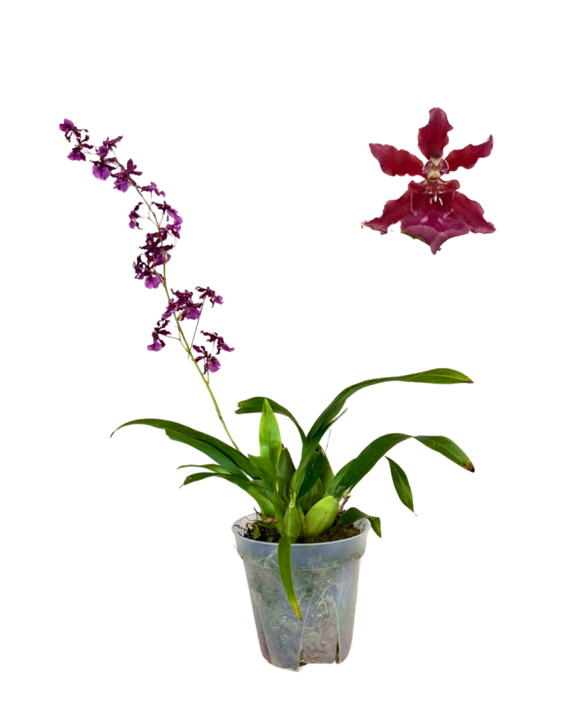 oncidium-sharry-baby-orchid
