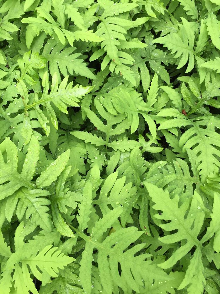 onoclea-sensibilis-bead-fern-sensitive-fern-onoclea
