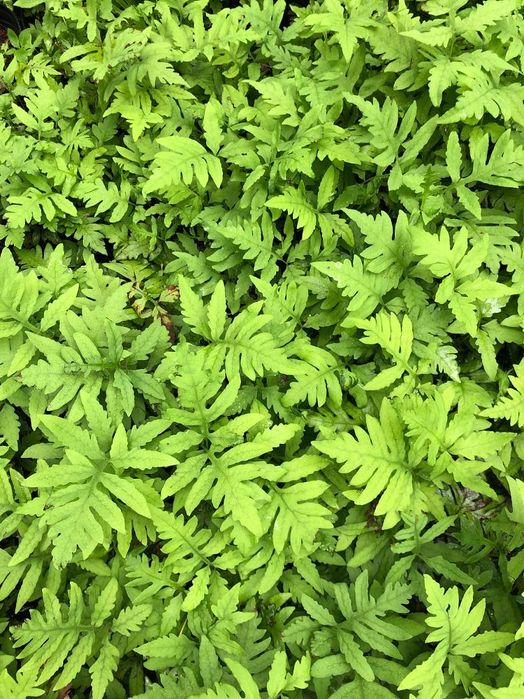 onoclea-sensibilis-bead-fern-sensitive-fern-onoclea