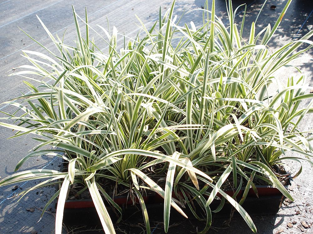 ophiopogon-intermedius-argenteomarginatus-aztec-grass-variegated-liriope