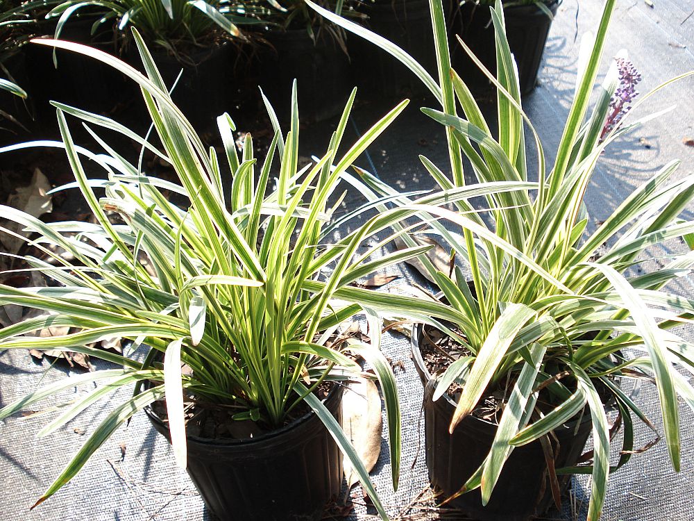 ophiopogon-intermedius-argenteomarginatus-aztec-grass-variegated-liriope