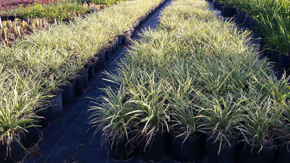 ophiopogon-intermedius-argenteomarginatus-aztec-grass-variegated-liriope