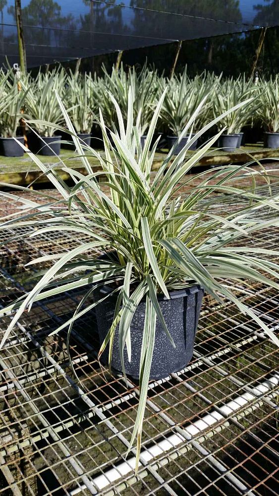 ophiopogon-intermedius-argenteomarginatus-aztec-grass-variegated-liriope