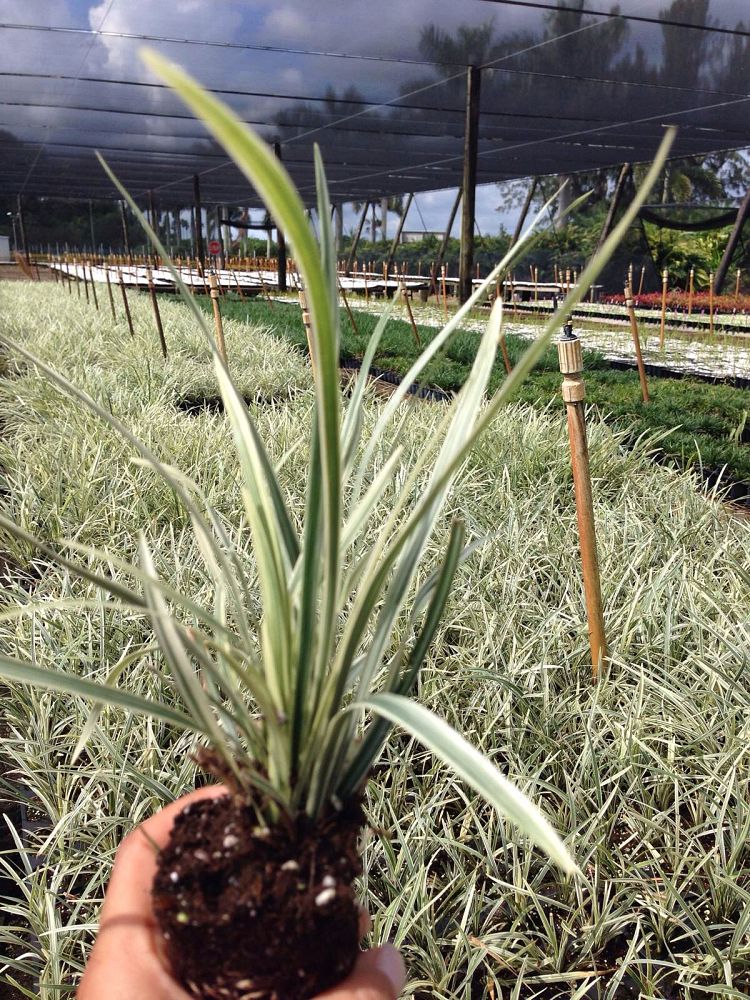 ophiopogon-intermedius-argenteomarginatus-aztec-grass-variegated-liriope