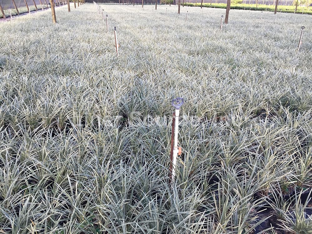 ophiopogon-intermedius-argenteomarginatus-aztec-grass-variegated-liriope
