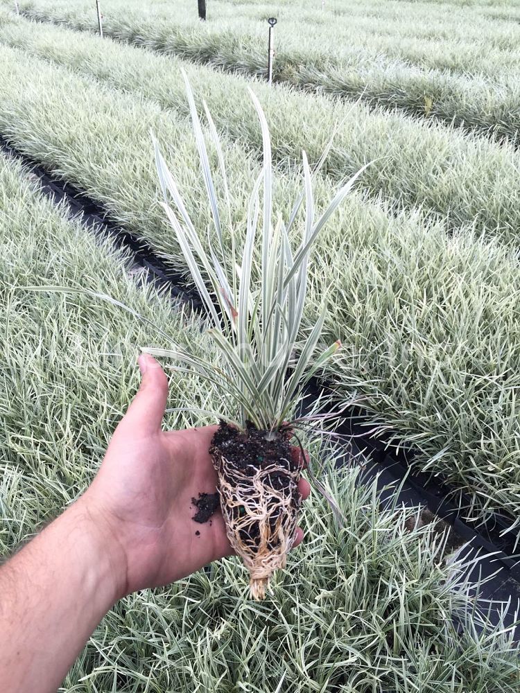 ophiopogon-intermedius-argenteomarginatus-aztec-grass-variegated-liriope