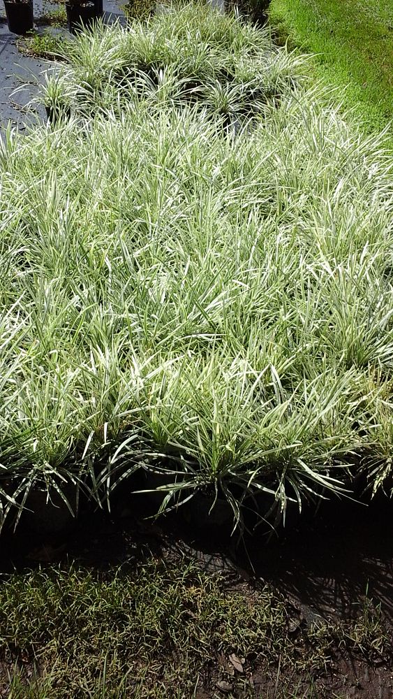 ophiopogon-intermedius-argenteomarginatus-aztec-grass-variegated-liriope