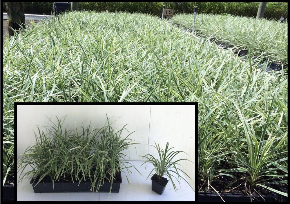 ophiopogon-intermedius-argenteomarginatus-aztec-grass-variegated-liriope