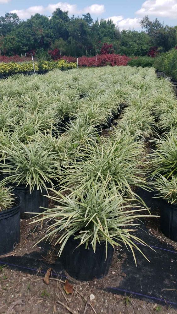 ophiopogon-intermedius-argenteomarginatus-aztec-grass-variegated-liriope