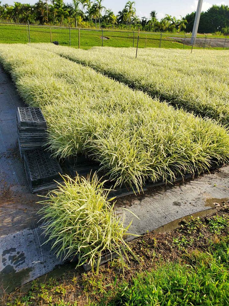 ophiopogon-intermedius-argenteomarginatus-aztec-grass-variegated-liriope