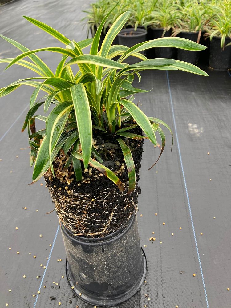 ophiopogon-intermedius-argenteomarginatus-aztec-grass-variegated-liriope