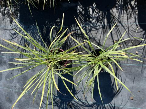 ophiopogon-intermedius-argenteomarginatus-aztec-grass-variegated-liriope