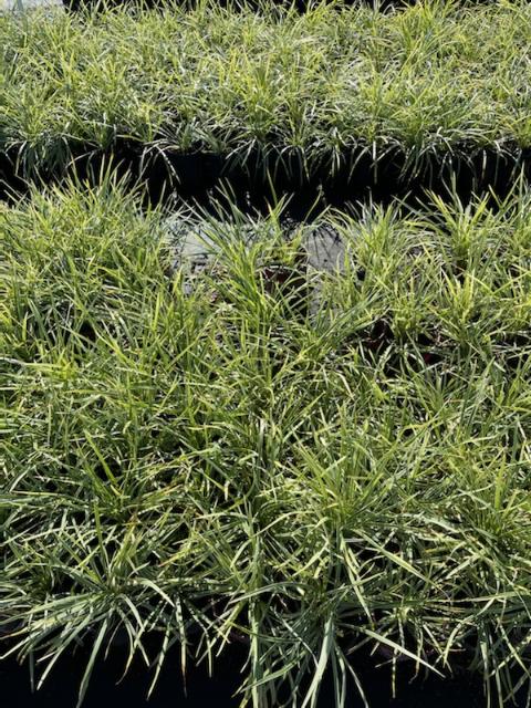 ophiopogon-intermedius-argenteomarginatus-aztec-grass-variegated-liriope