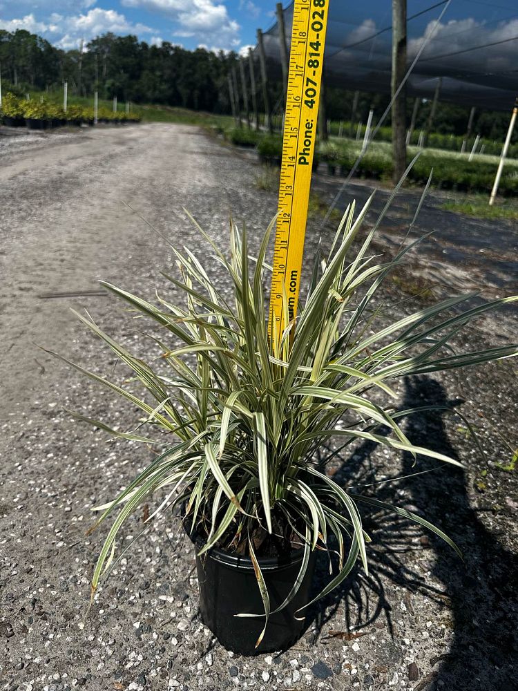 ophiopogon-intermedius-argenteomarginatus-aztec-grass-variegated-liriope