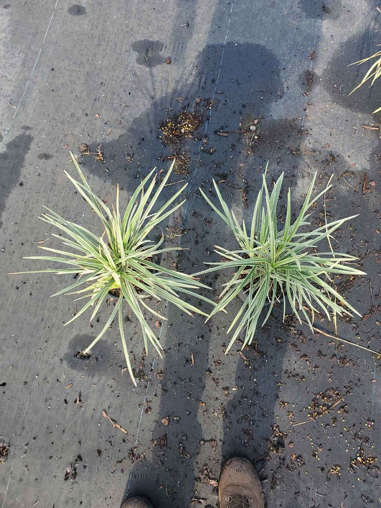 ophiopogon-intermedius-argenteomarginatus-aztec-grass-variegated-liriope