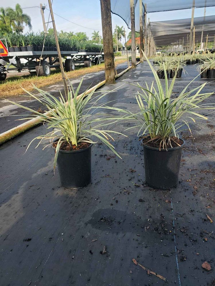ophiopogon-intermedius-argenteomarginatus-aztec-grass-variegated-liriope