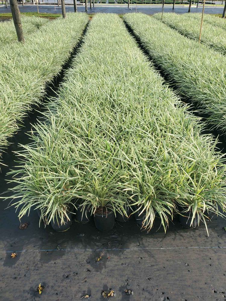 ophiopogon-intermedius-argenteomarginatus-aztec-grass-variegated-liriope