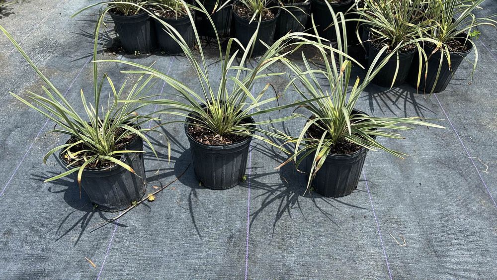 ophiopogon-intermedius-argenteomarginatus-aztec-grass-variegated-liriope