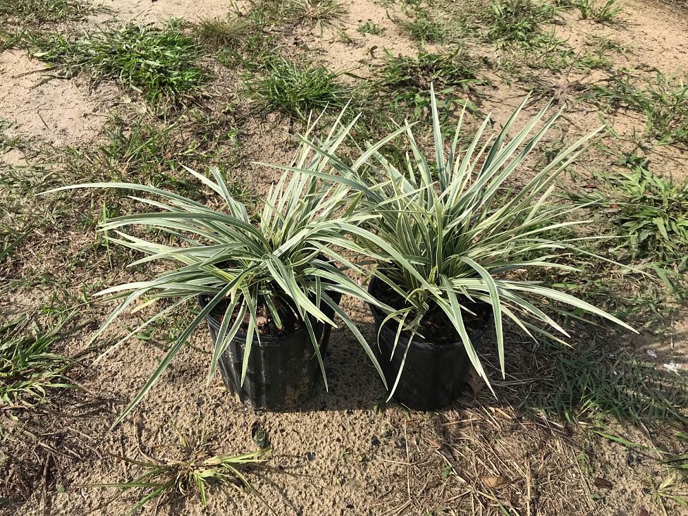 ophiopogon-intermedius-aztec-grass-variegated-liriope