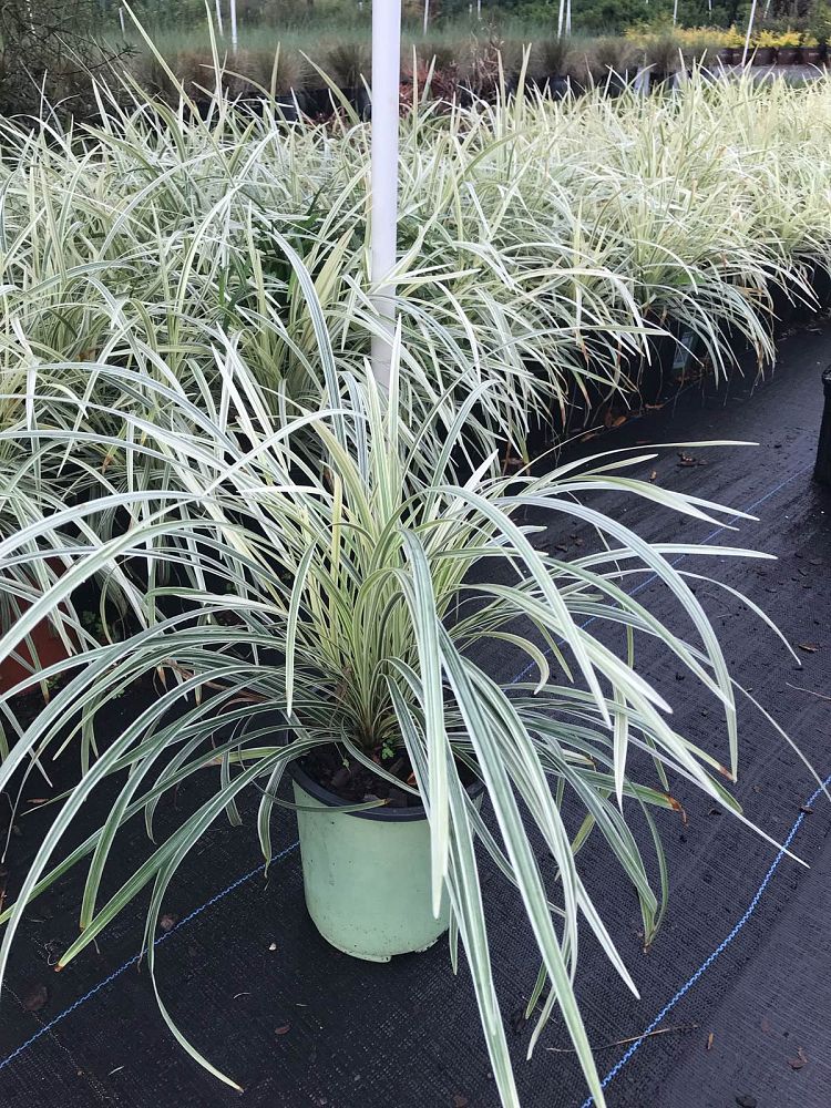 ophiopogon-intermedius-aztec-grass-variegated-liriope